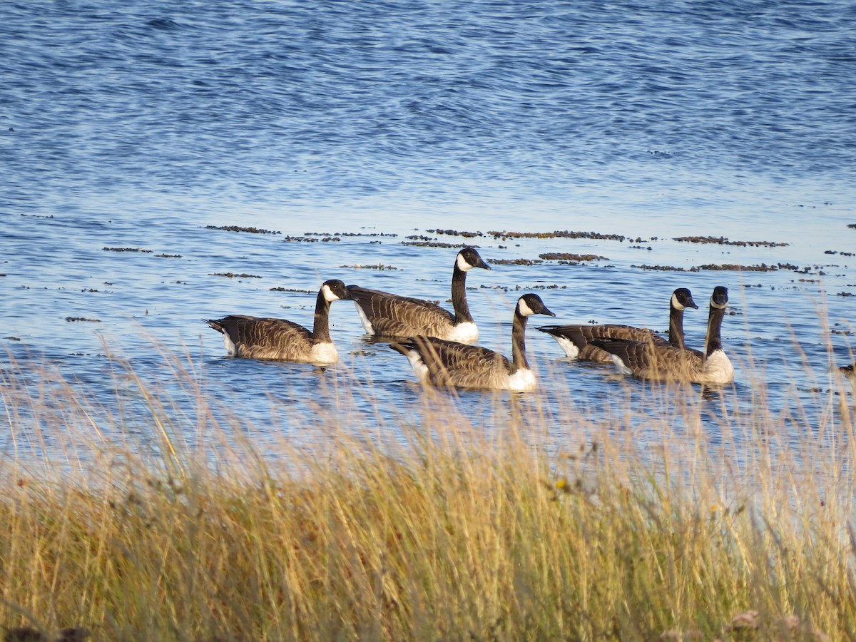 Canada Goose - ML174593831