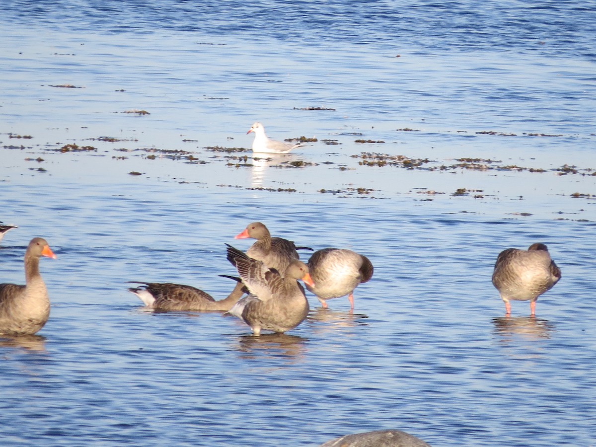 Graylag Goose - ML174593861