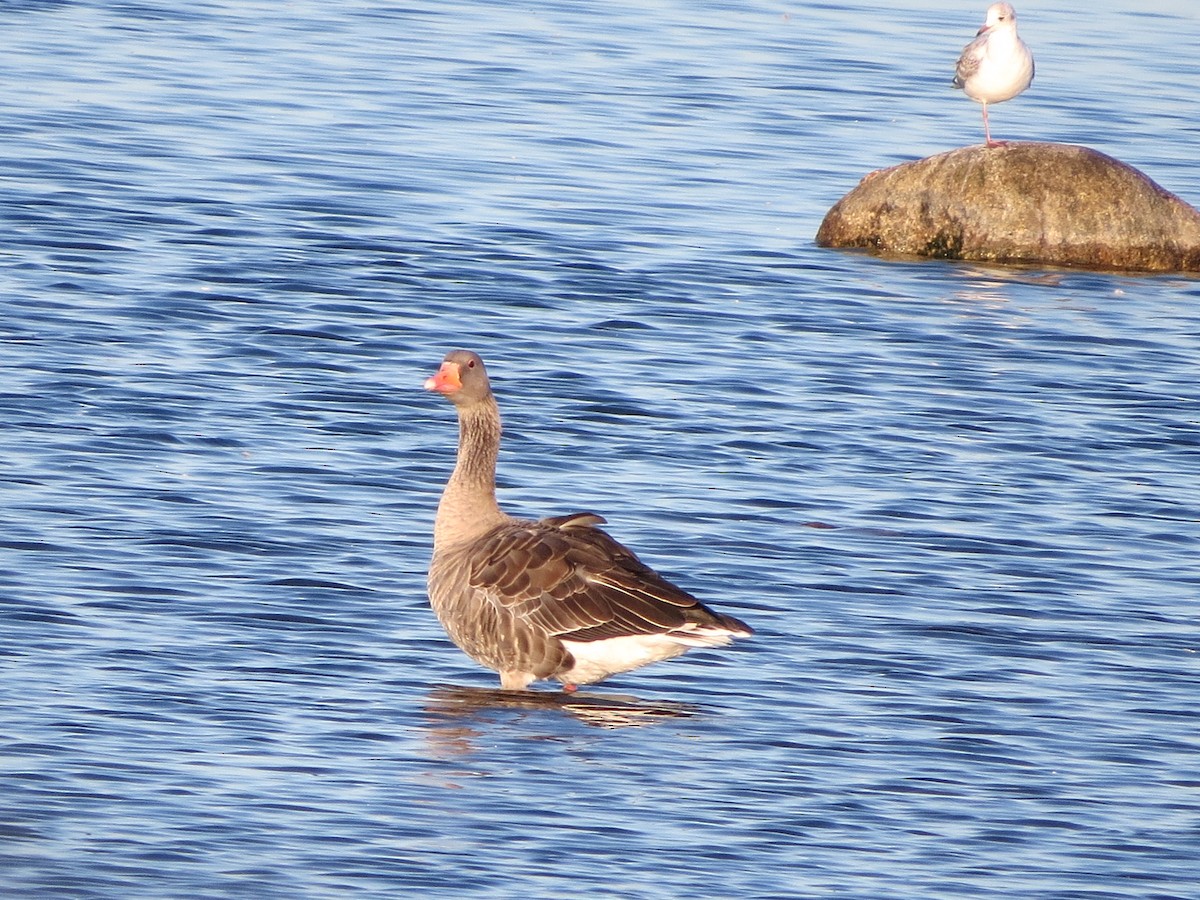 Graylag Goose - ML174593871