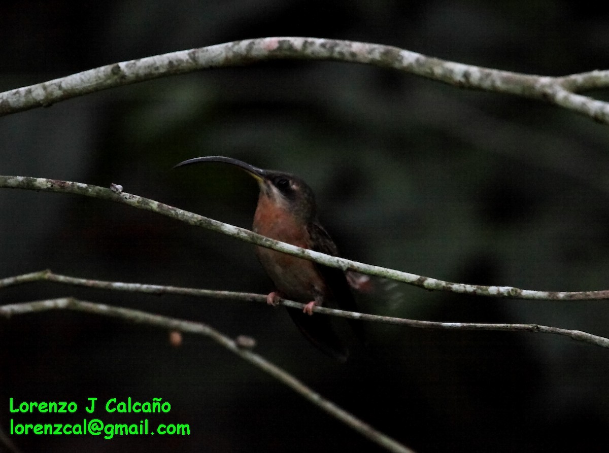 Rufous-breasted Hermit - ML174594551