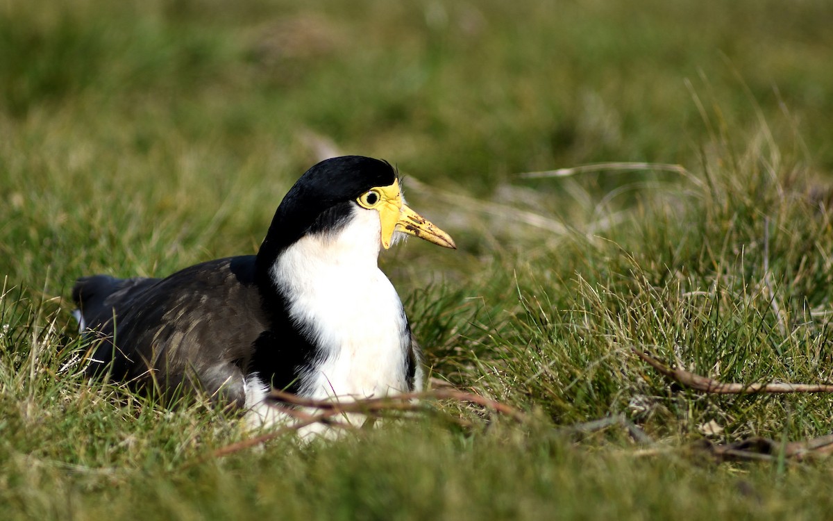 Masked Lapwing - ML174595651