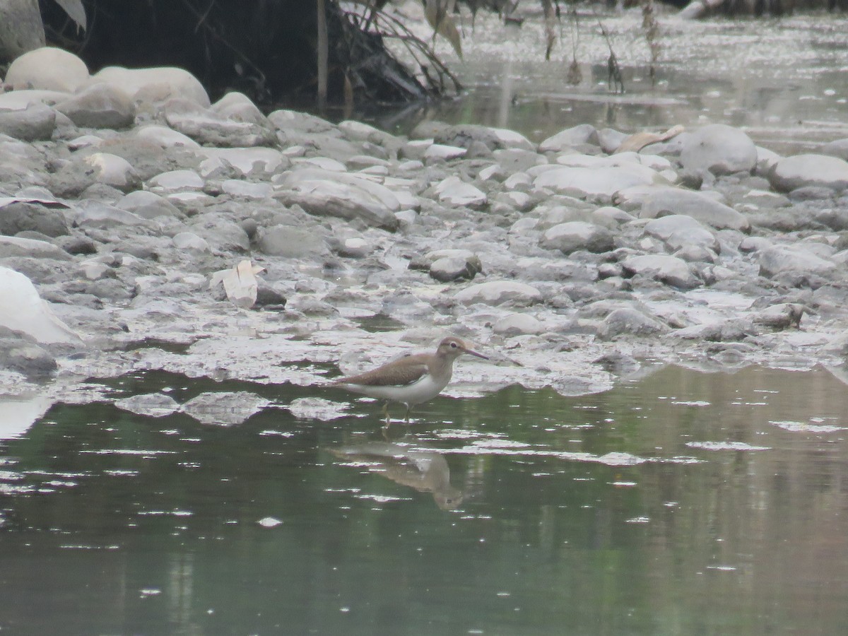 Common Sandpiper - ML174596421