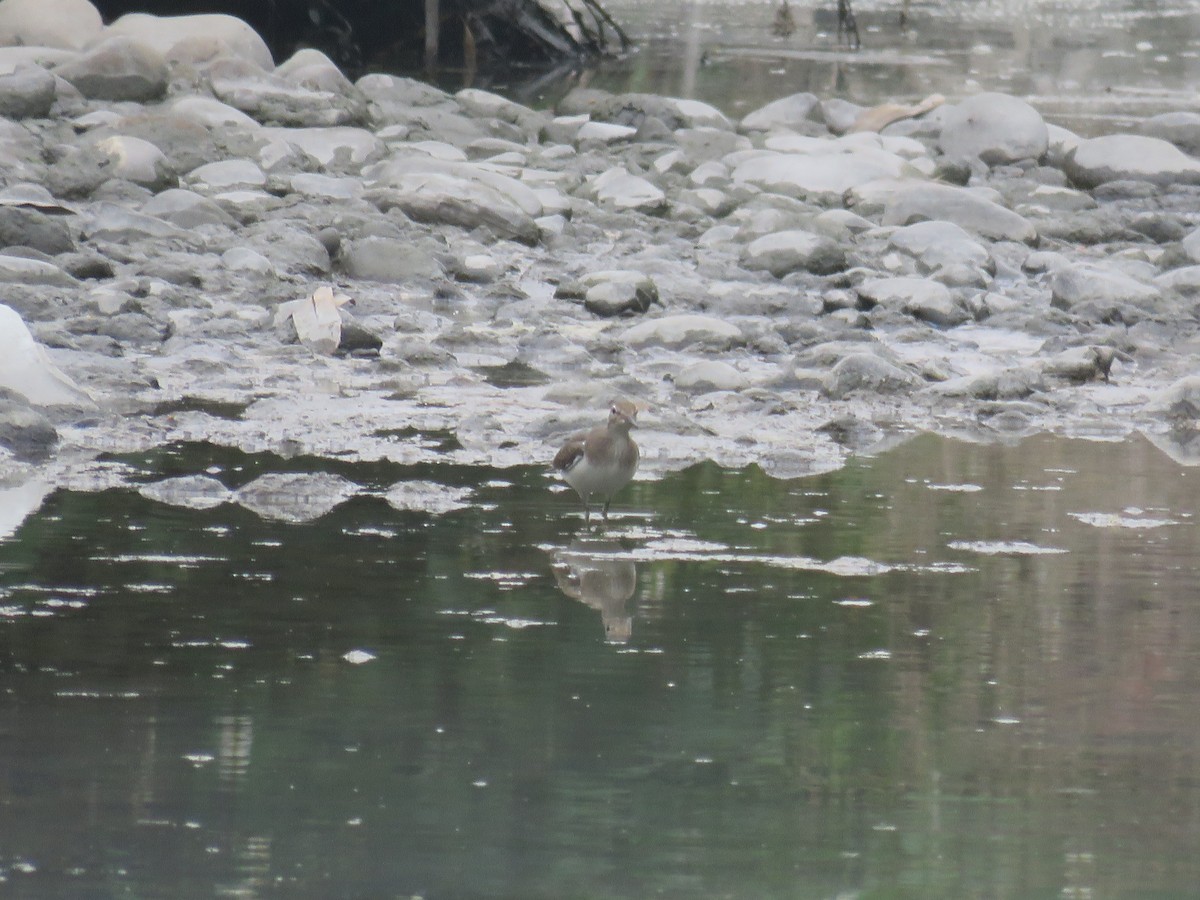 Common Sandpiper - 俞君 周