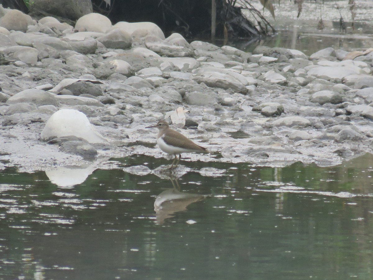 Common Sandpiper - ML174596441