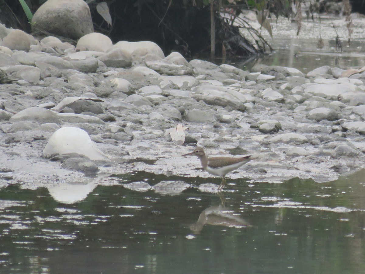 Common Sandpiper - ML174596451