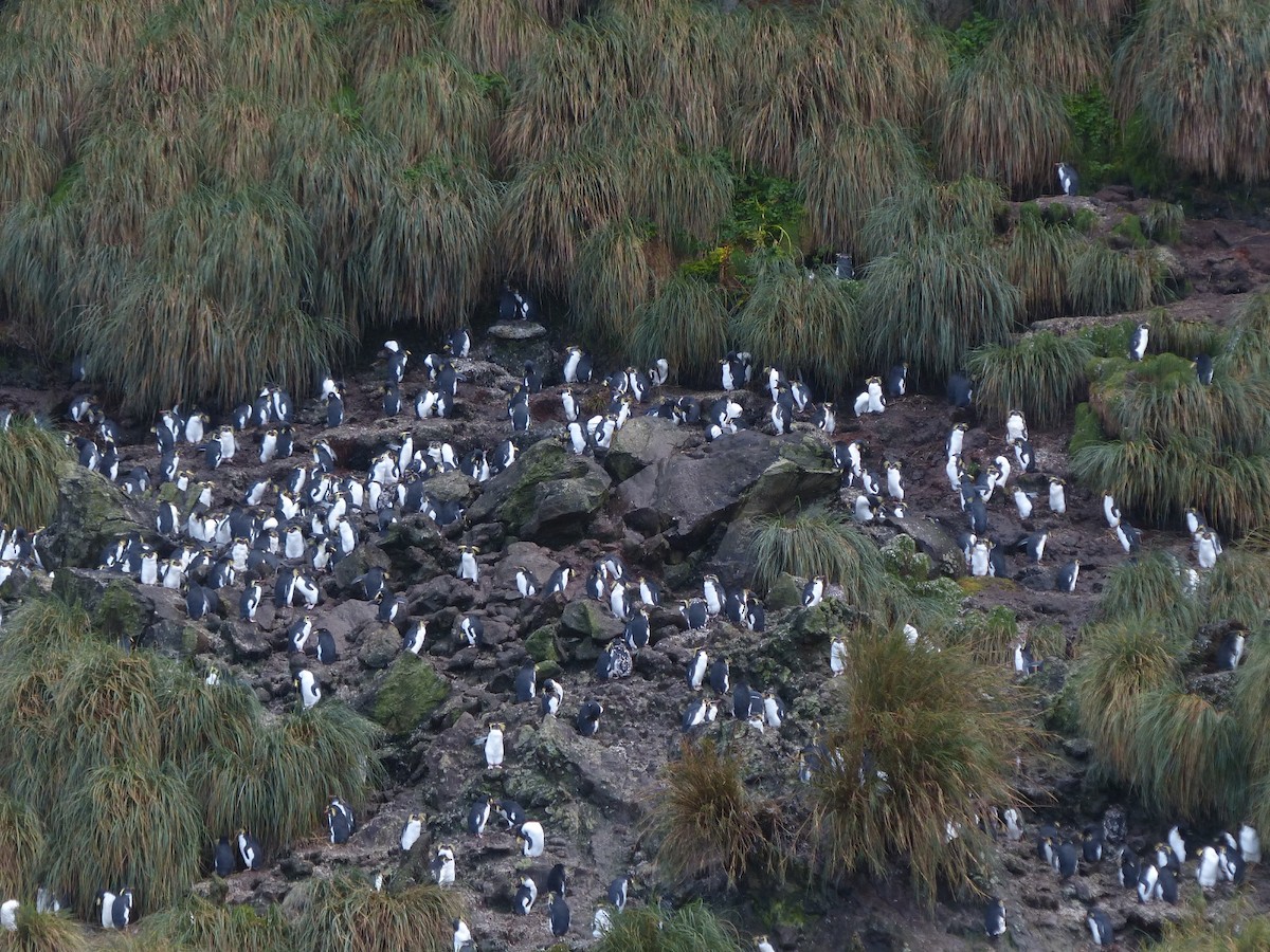 Pingüino Saltarrocas Septentrional - ML174596681