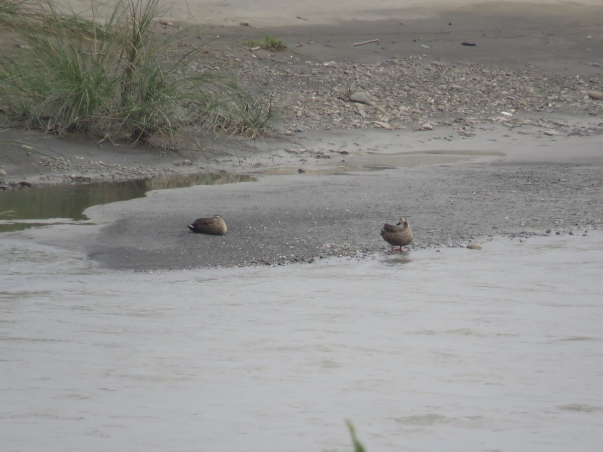 Eastern Spot-billed Duck - ML174597581