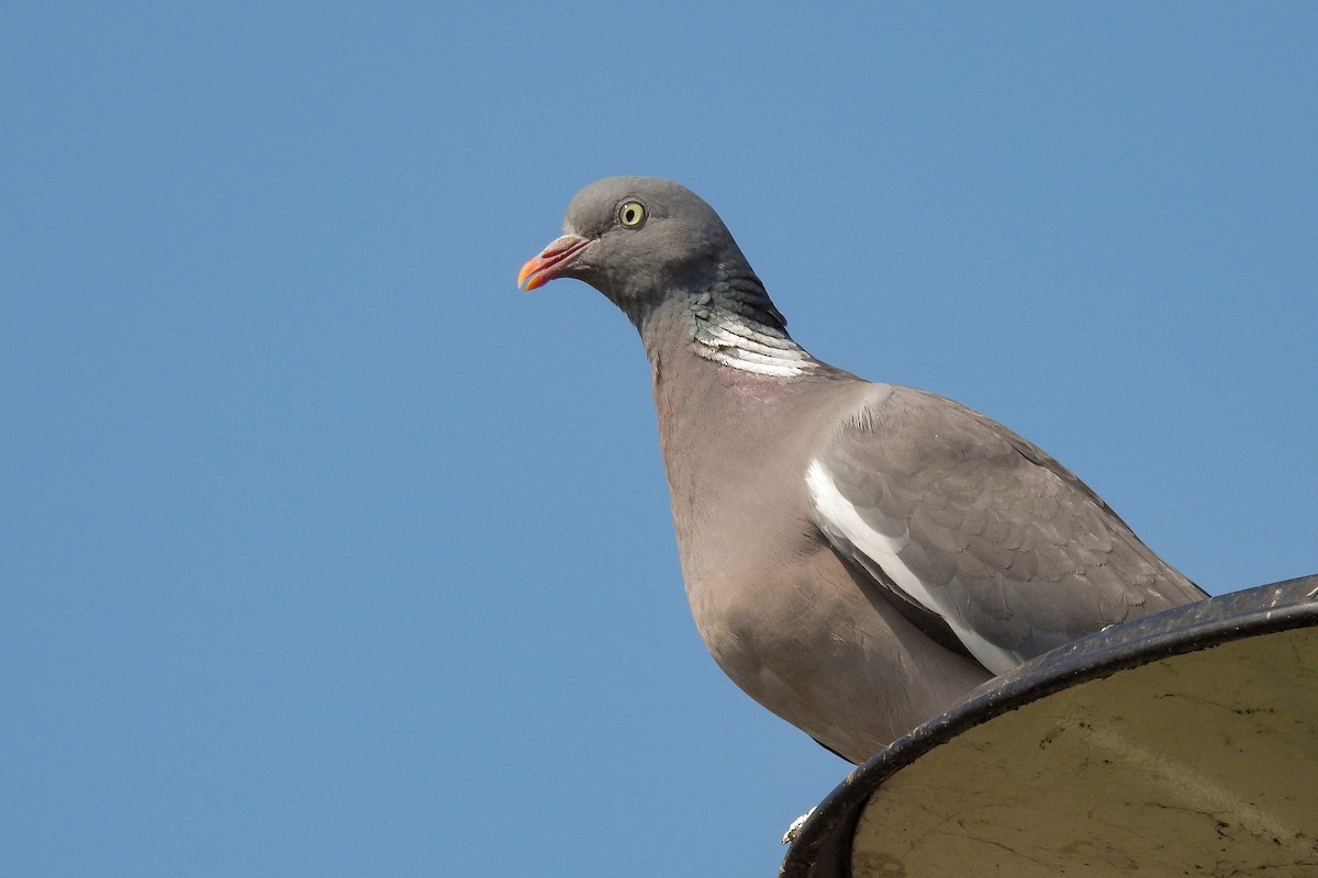 Common Wood-Pigeon - Tommy Pedersen