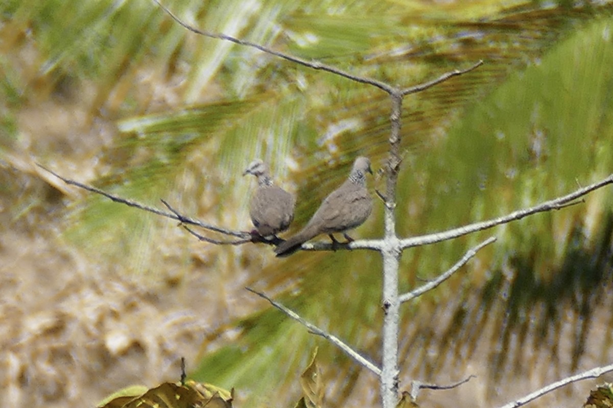 Spotted Dove - ML174598891