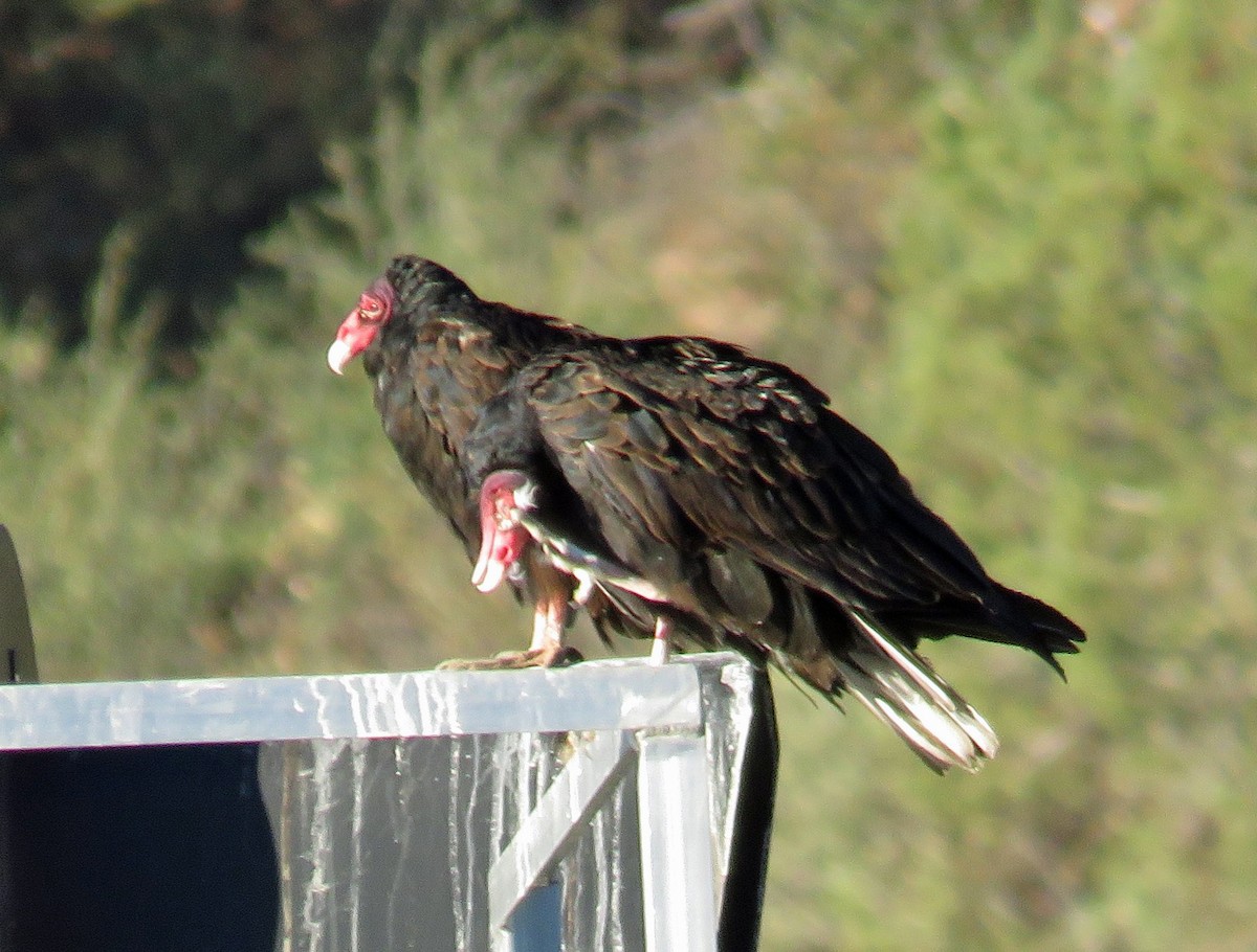 Turkey Vulture - JoAnn Potter Riggle 🦤