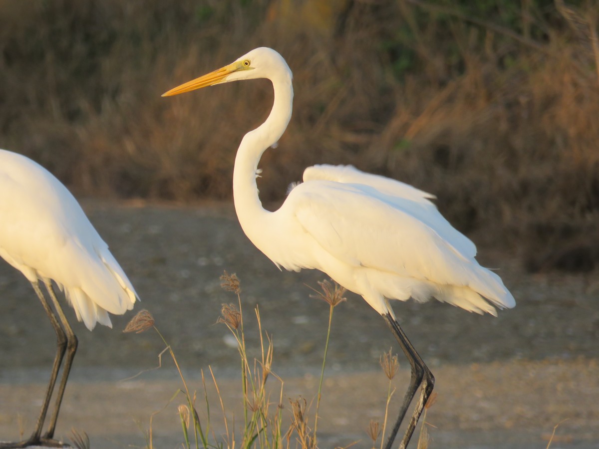 Great Egret - ML174599591