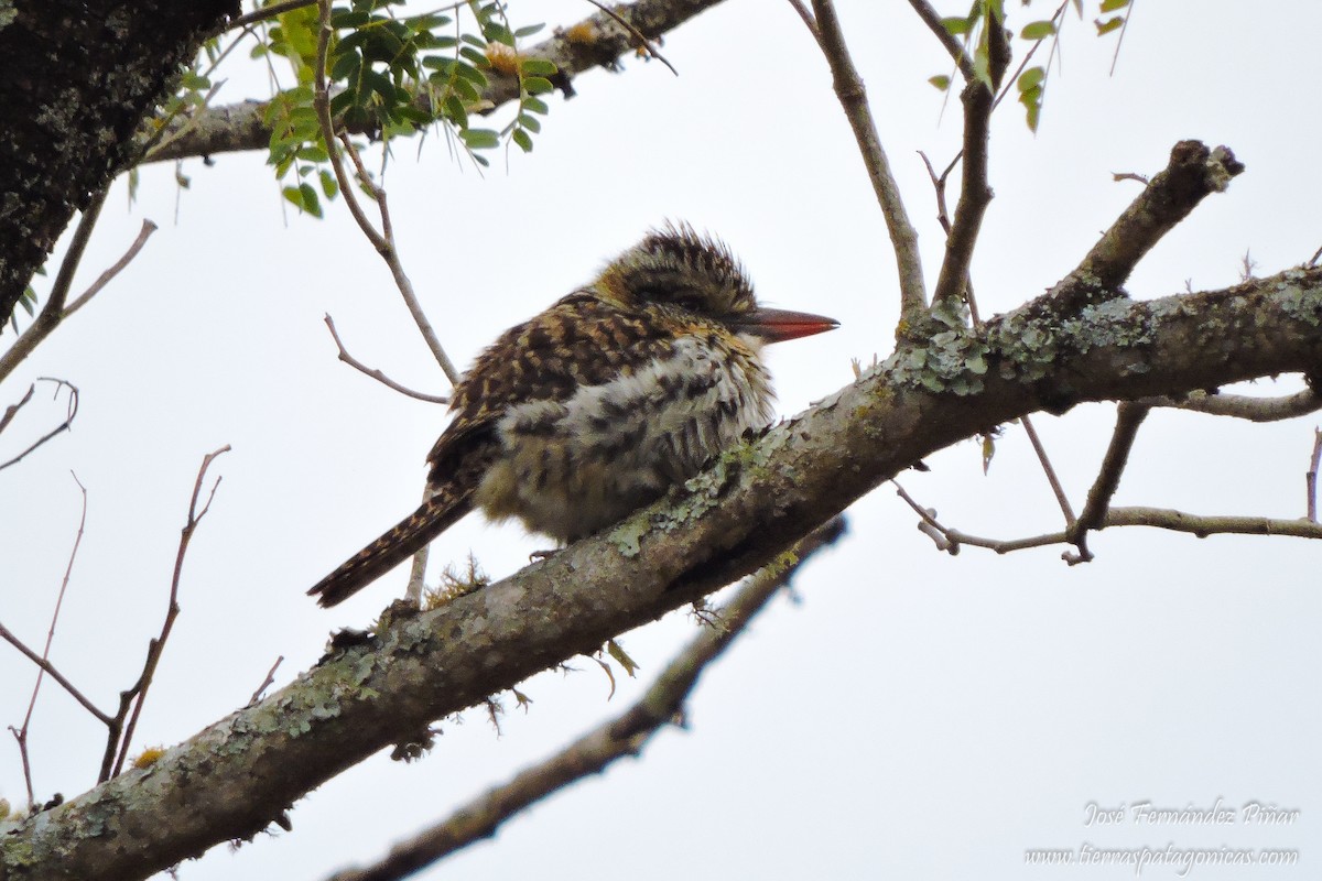 Spot-backed Puffbird - ML174599831