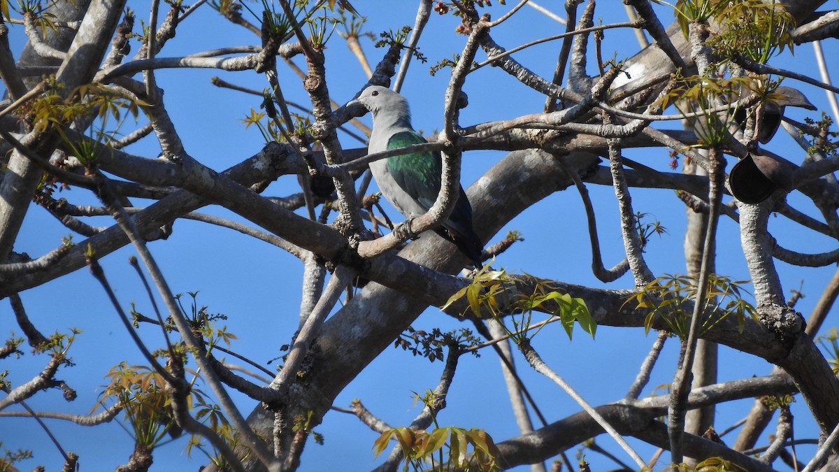 Green Imperial-Pigeon - SHIH-BIN TSAI