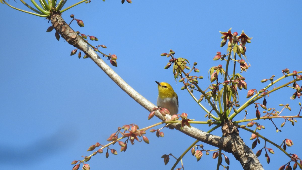 Yellow-spectacled White-eye - SHIH-BIN TSAI