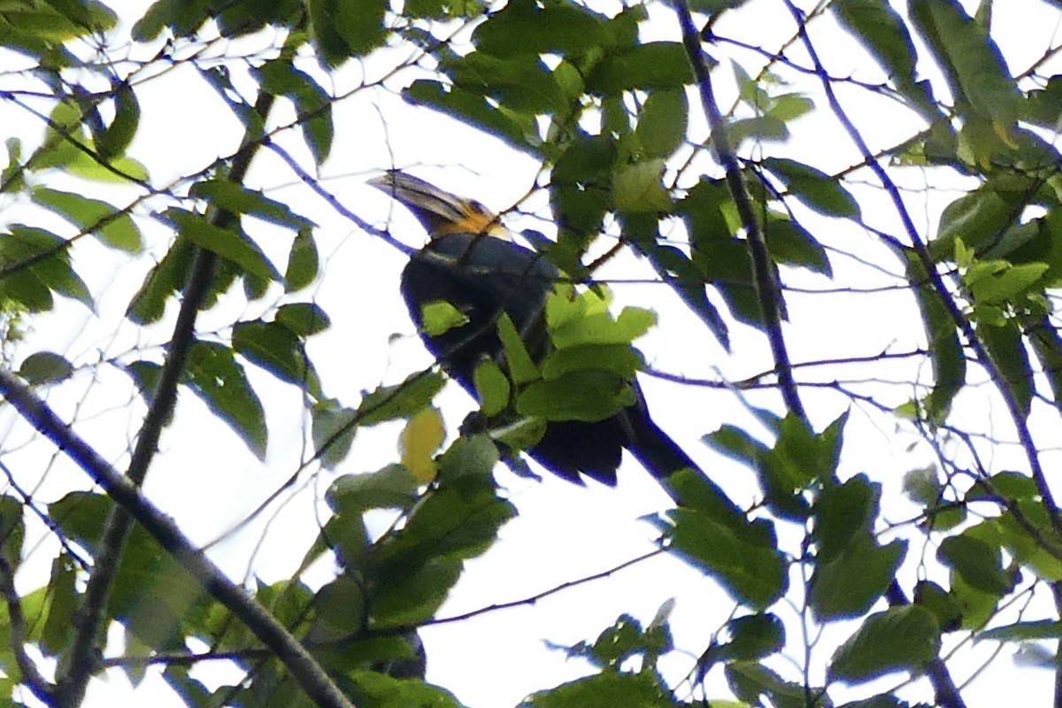 Gelbmasken-Hornvogel (exarhatus) - ML174600751