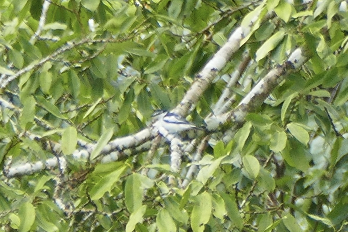 White-rumped Triller - Peter Kaestner