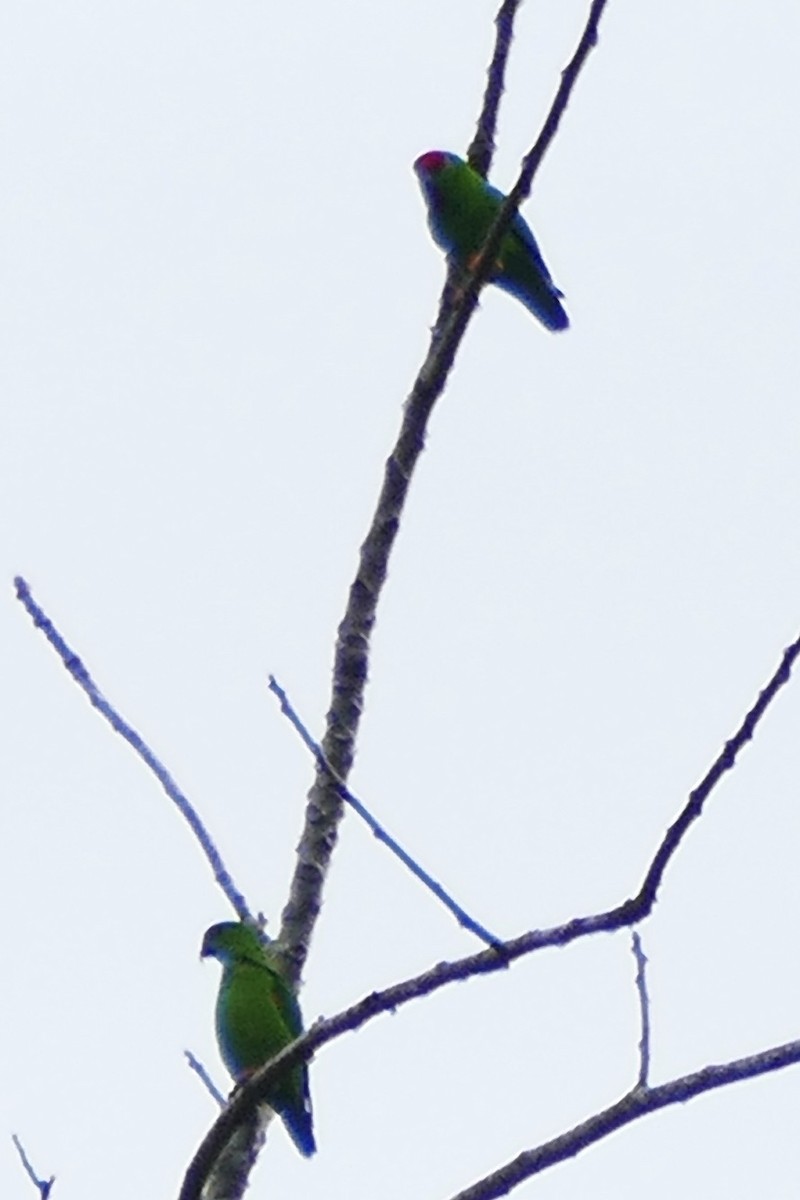 Sulawesi Hanging-Parrot - Peter Kaestner