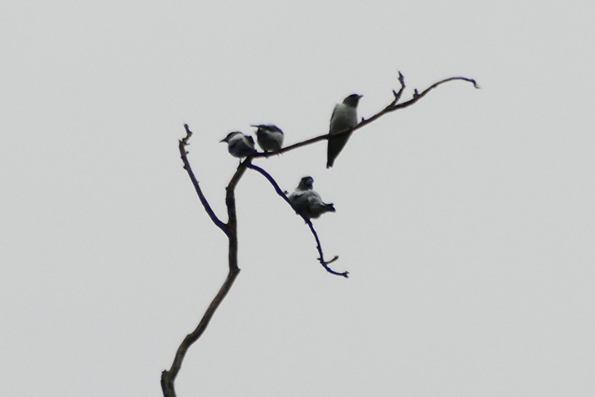 Ivory-backed Woodswallow - Peter Kaestner