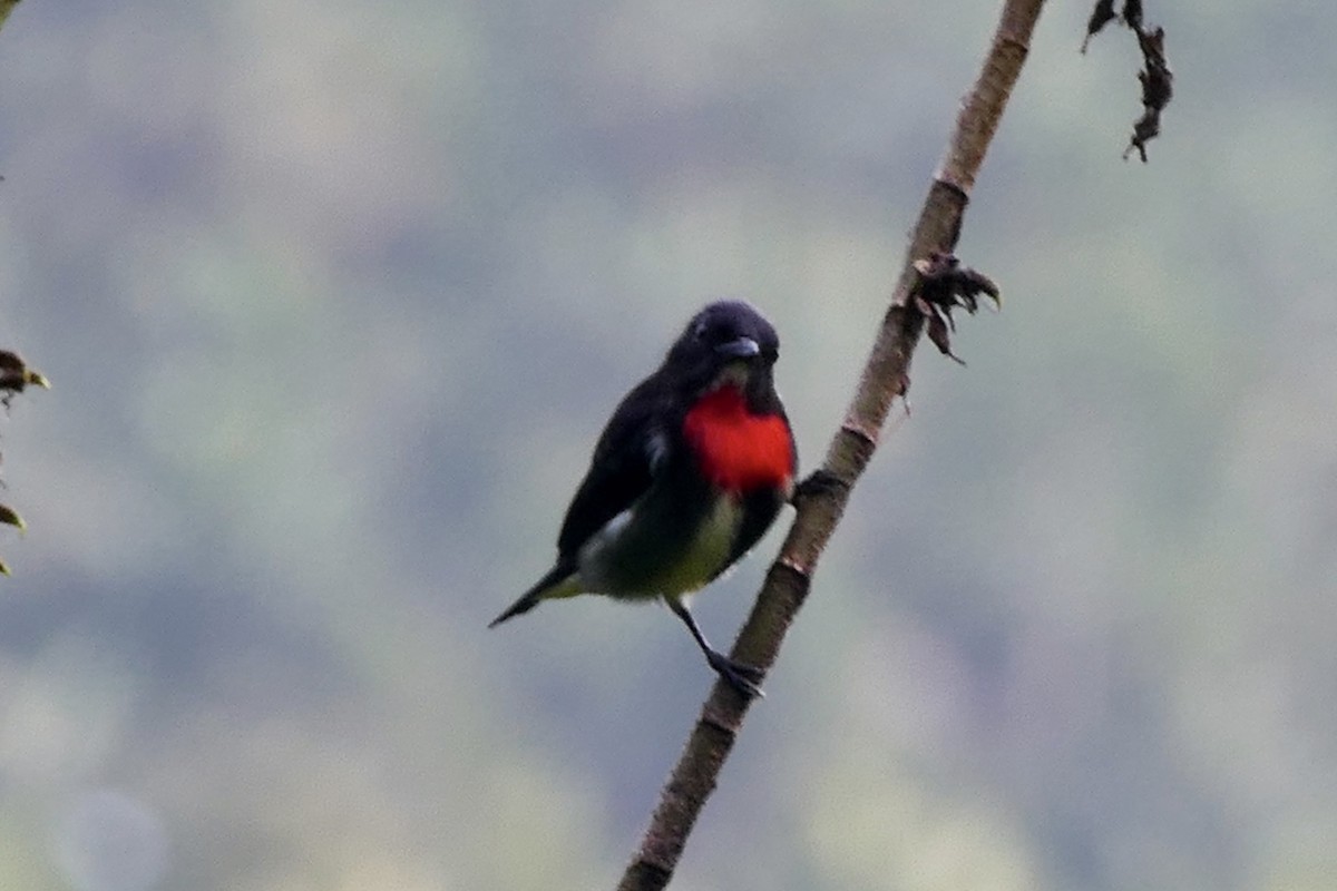 Gray-sided Flowerpecker - Peter Kaestner