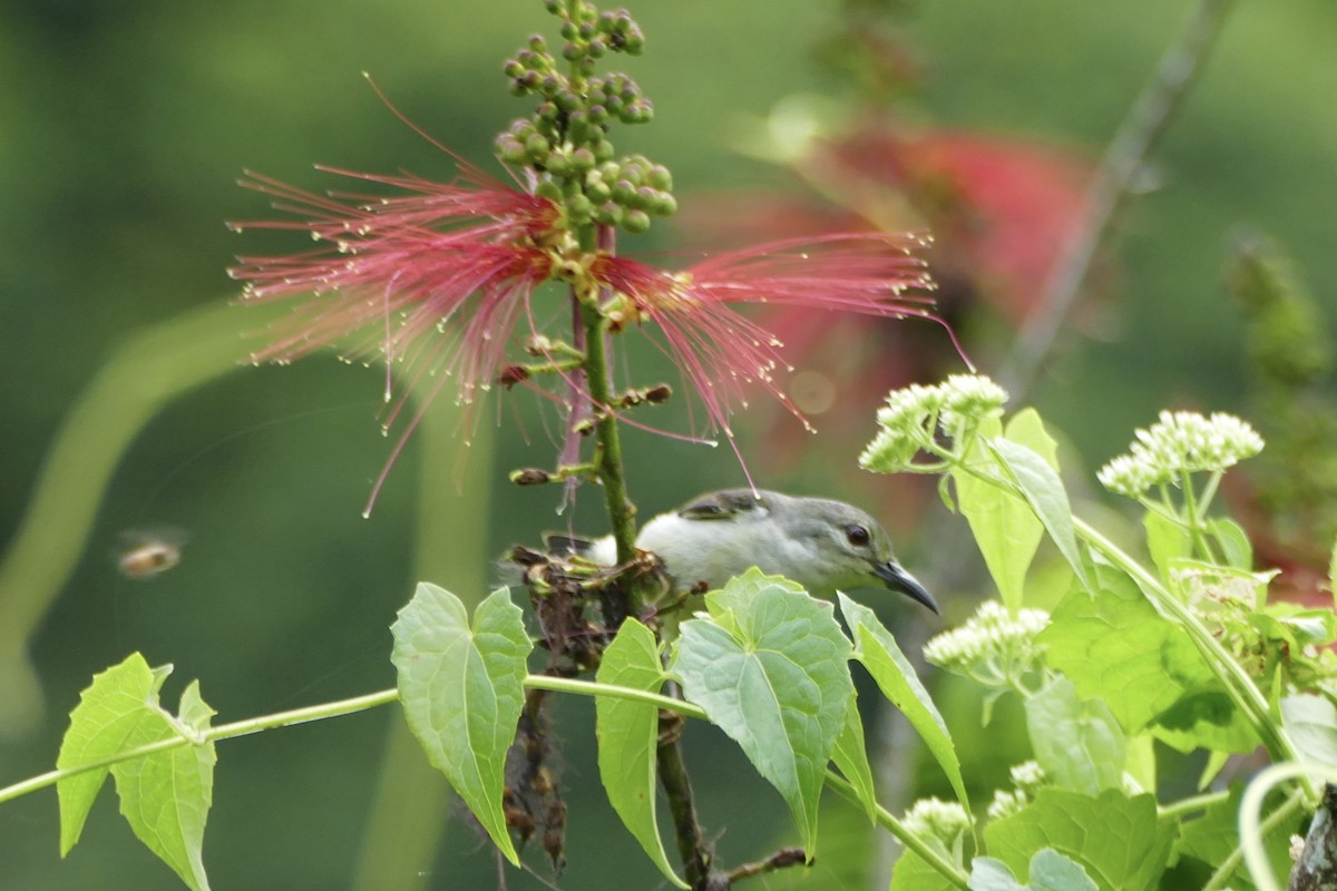 Crimson Sunbird (Sulawesi) - Peter Kaestner