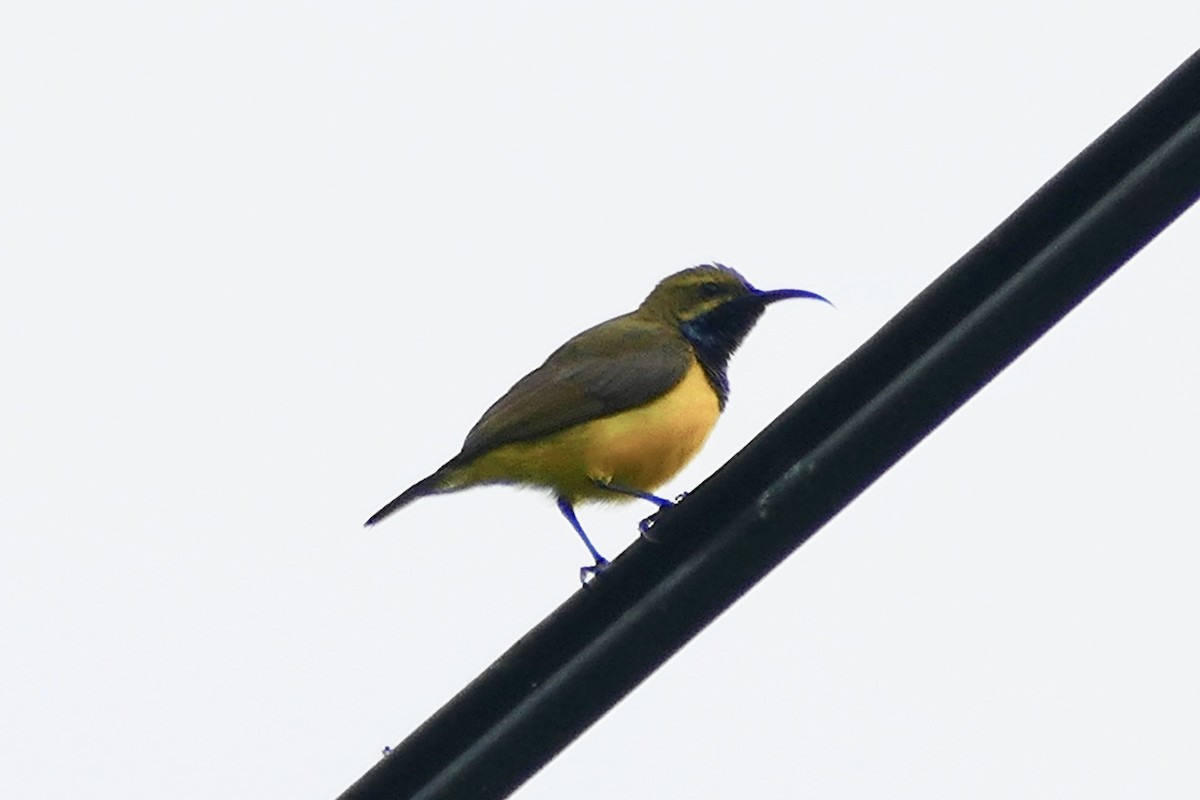 Sahul Sunbird - ML174600931