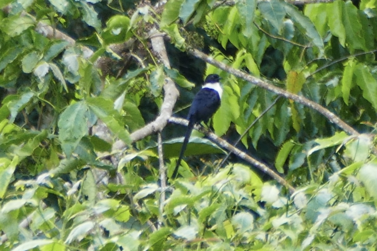 Streptocitte à cou blanc (torquata) - ML174601091