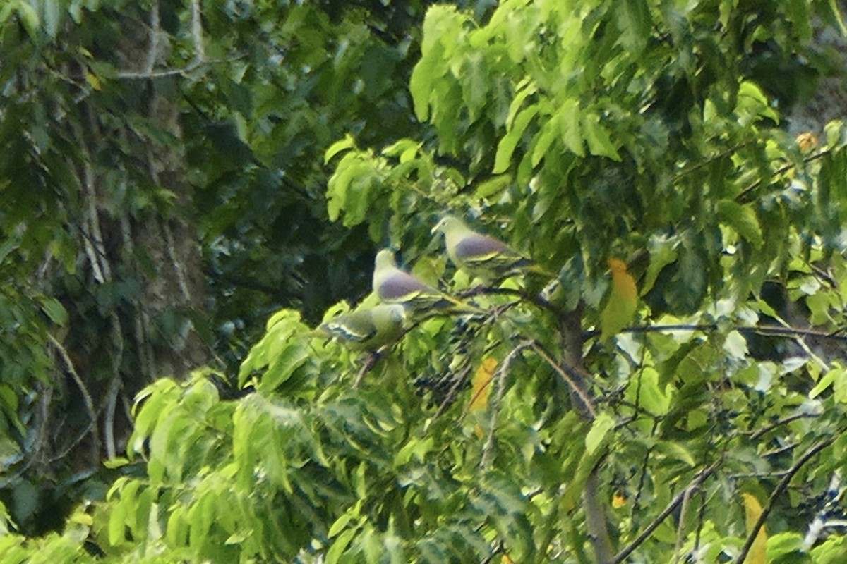 Gray-cheeked Green-Pigeon - Peter Kaestner