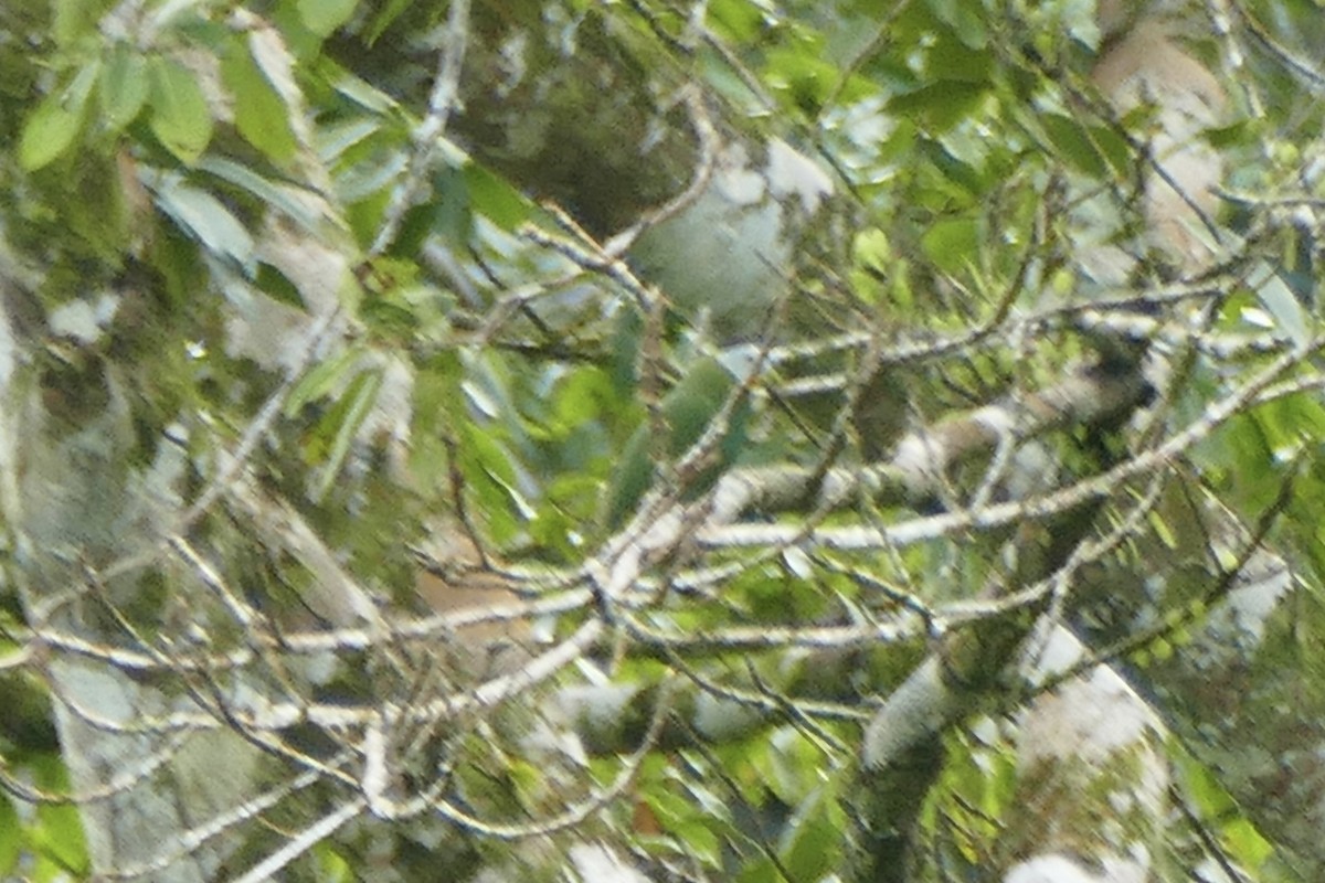 Black-naped Fruit-Dove - ML174601321