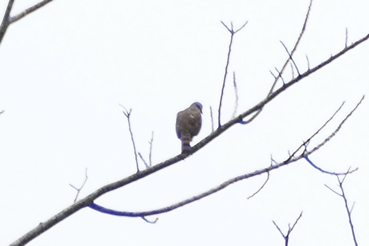 Sulawesi Goshawk - Peter Kaestner