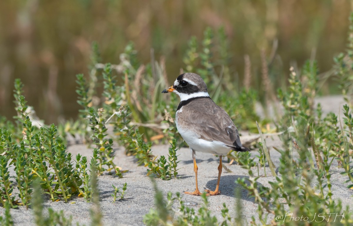 Common Ringed Plover - ML174603771