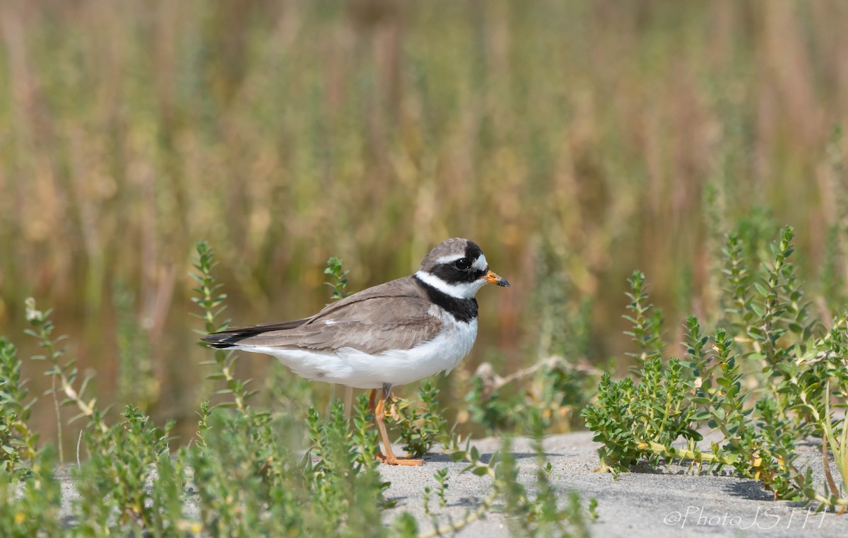 Common Ringed Plover - ML174603801