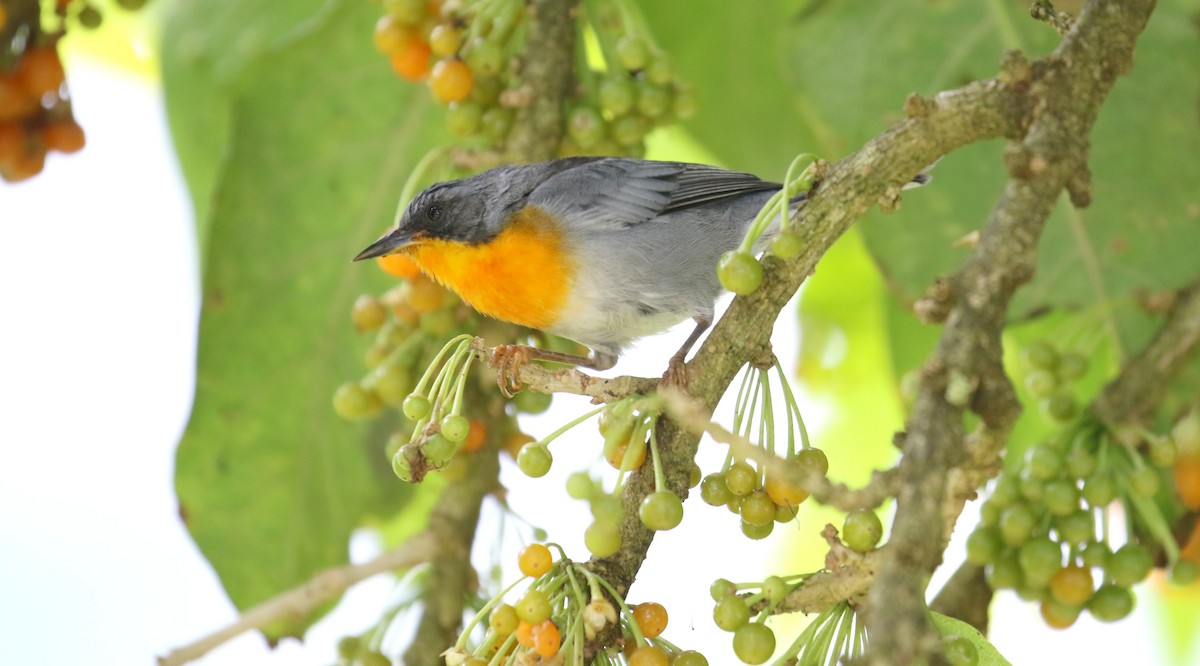 Flame-throated Warbler - ML174605001