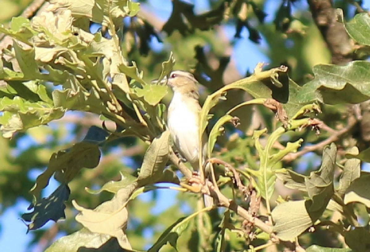 Red-eyed Vireo - ML174605251