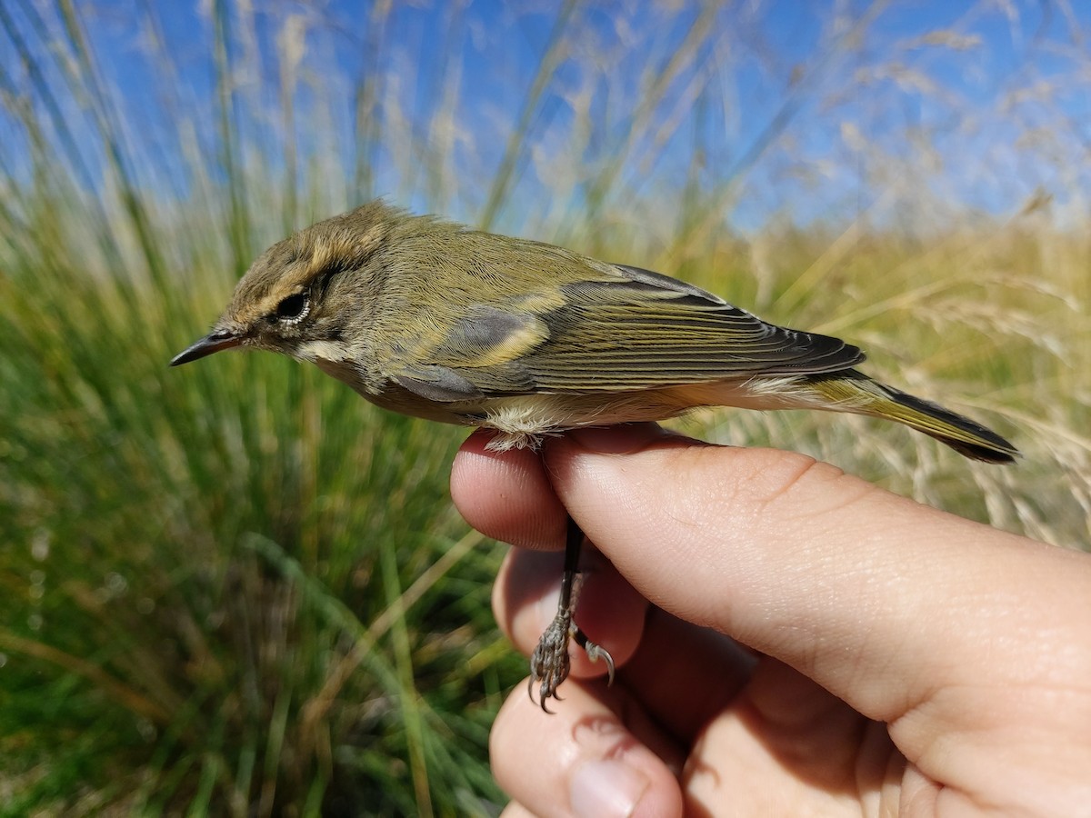 Hume's Warbler - ML174605331