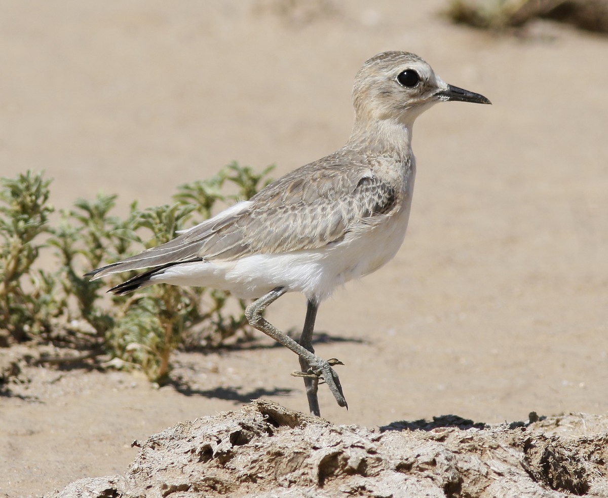 Mountain Plover - ML174608031