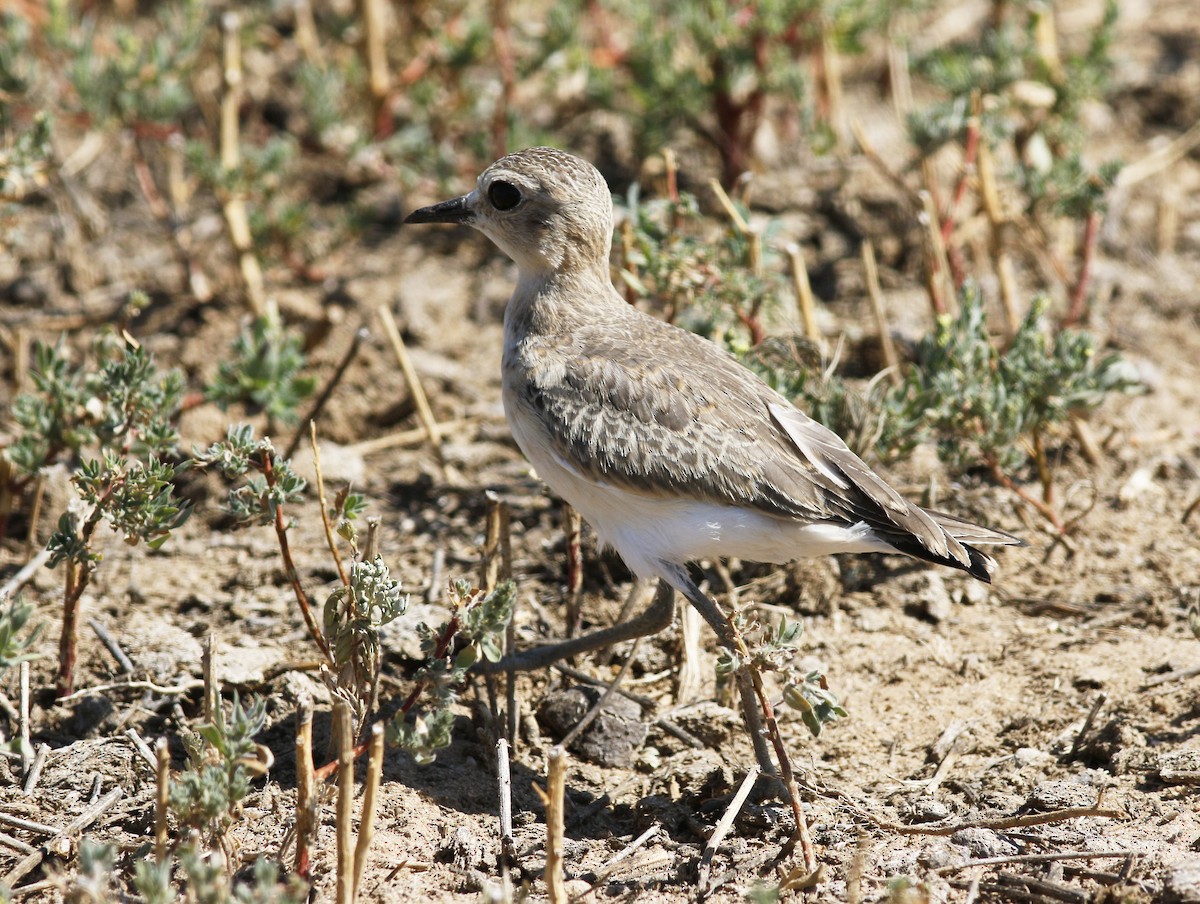 Mountain Plover - ML174608091