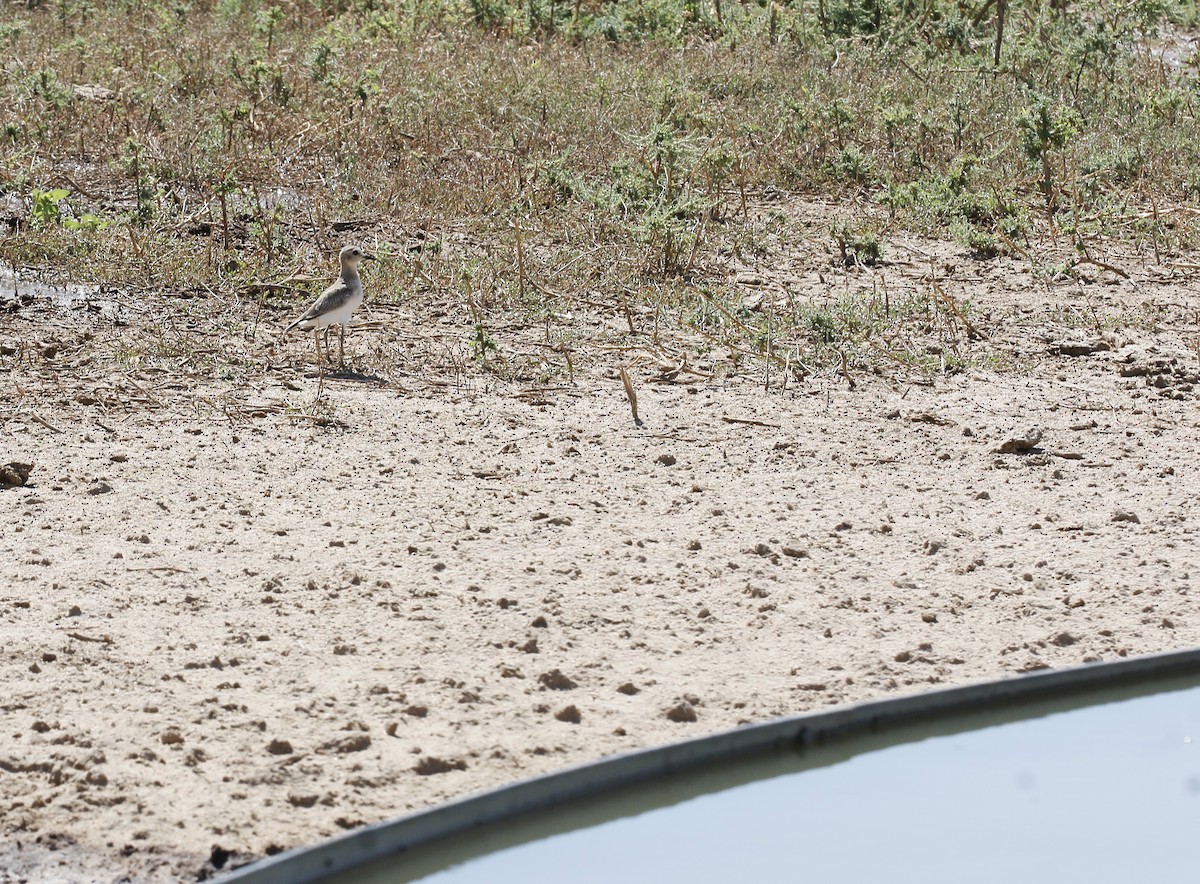 Mountain Plover - ML174608191