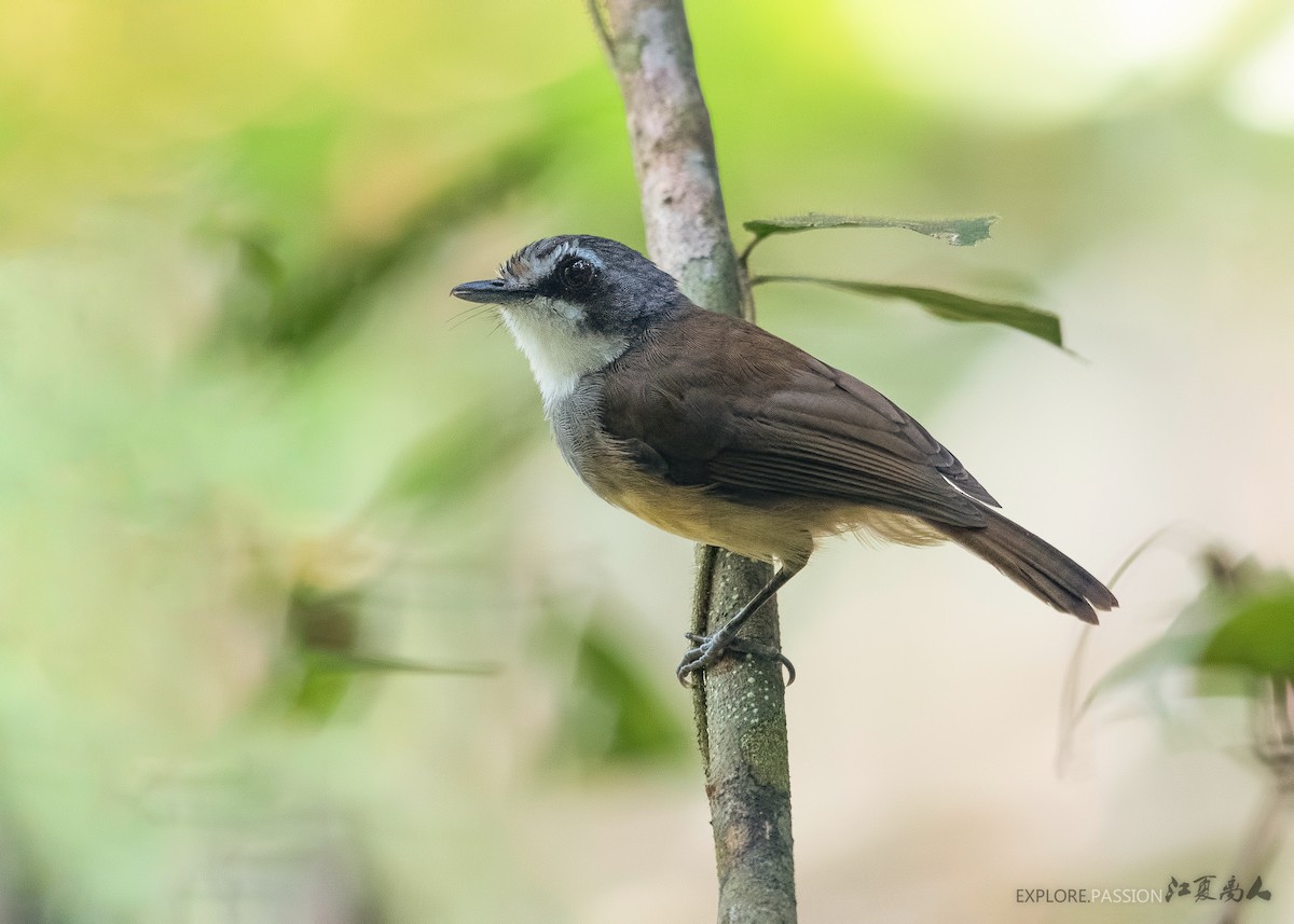 Gray-breasted Babbler - ML174608361