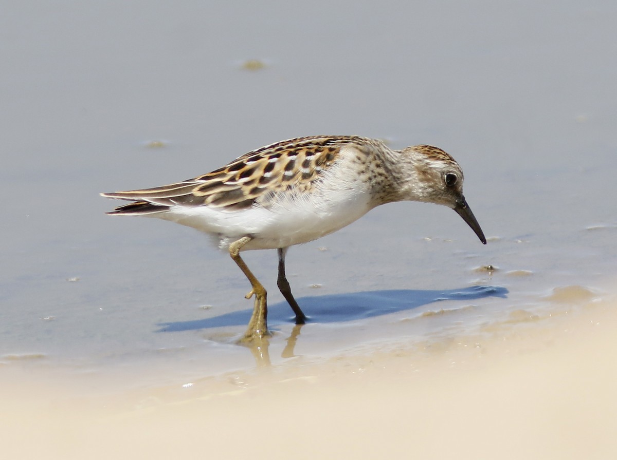 pygmésnipe - ML174609491