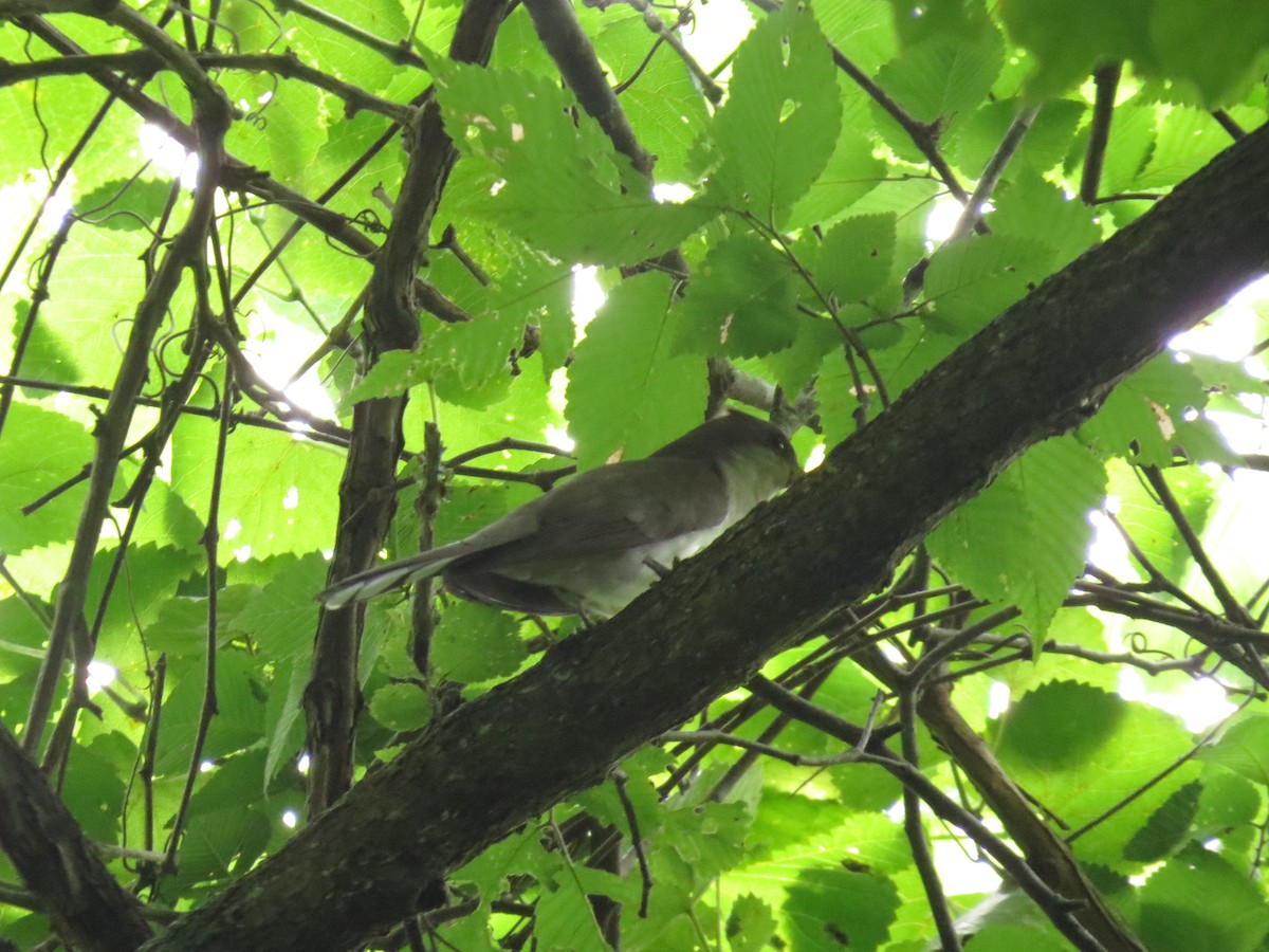 Yellow-billed Cuckoo - ML174610291