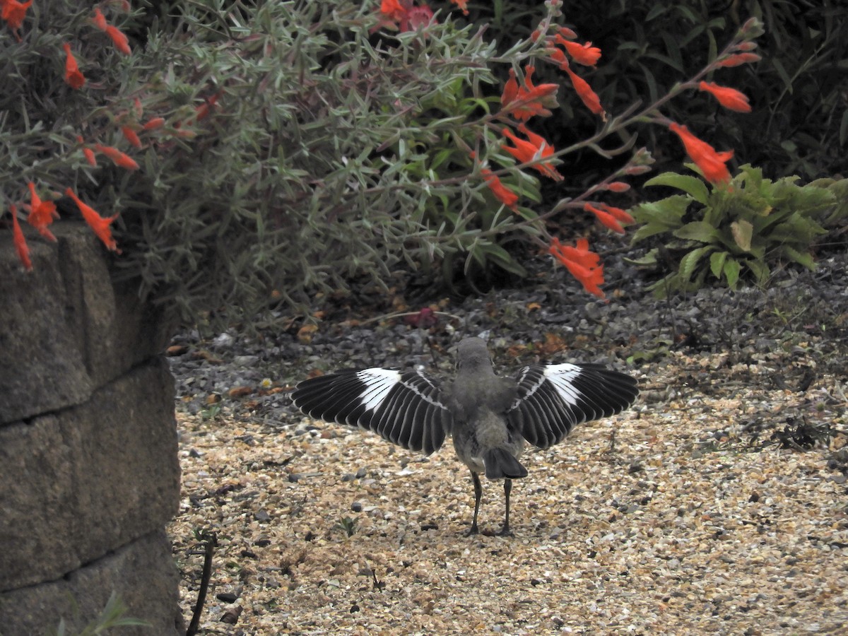 Northern Mockingbird - ML174611081