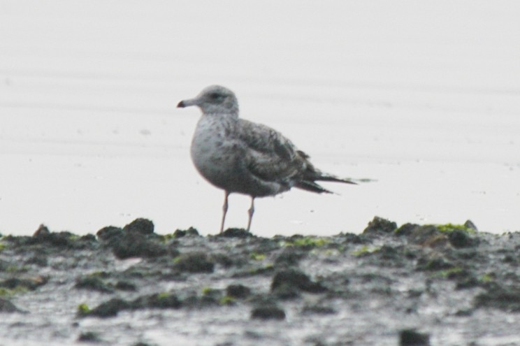 California Gull - ML174611541