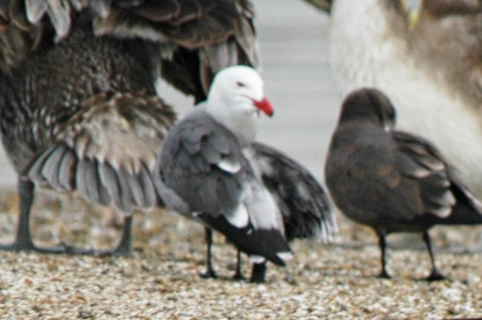 Heermann's Gull - ML174611601