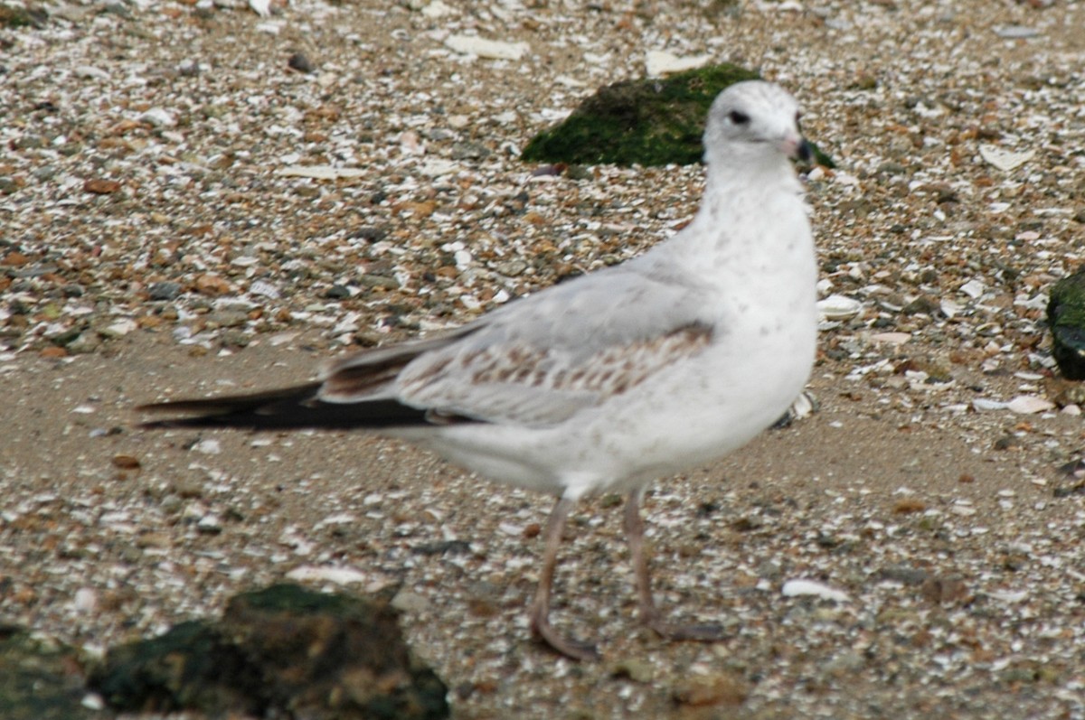Ring-billed Gull - ML174611691