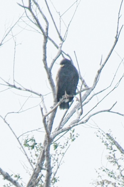 Great Black Hawk - ML174611791