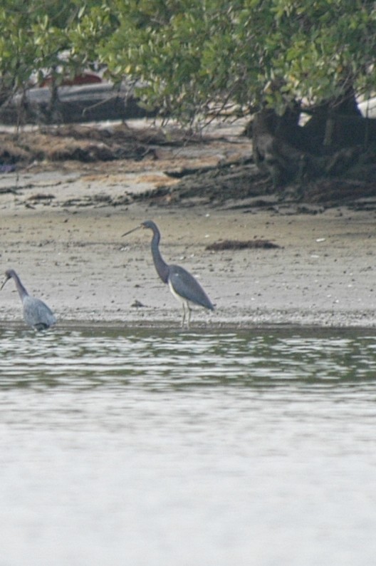 Tricolored Heron - ML174611971