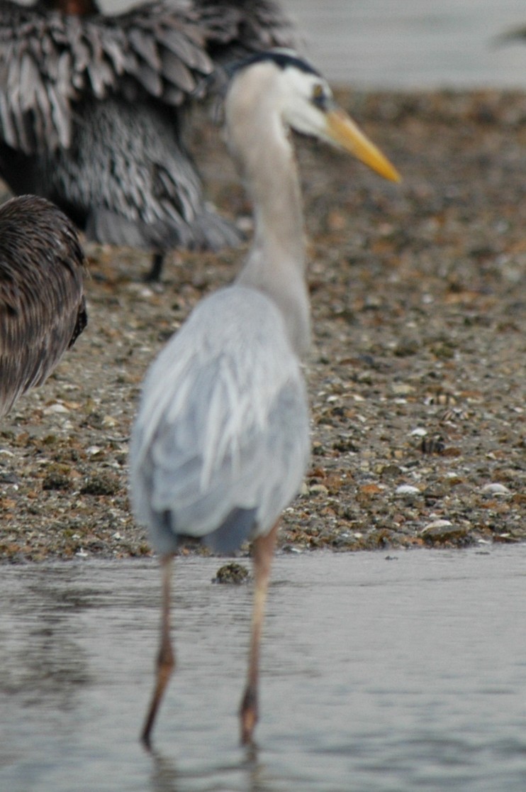 Great Blue Heron - ML174612011