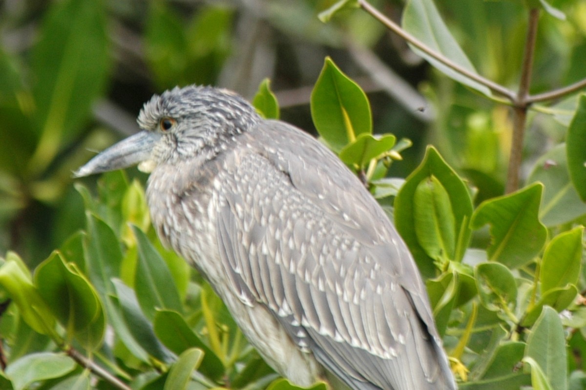 Yellow-crowned Night Heron - ML174612021