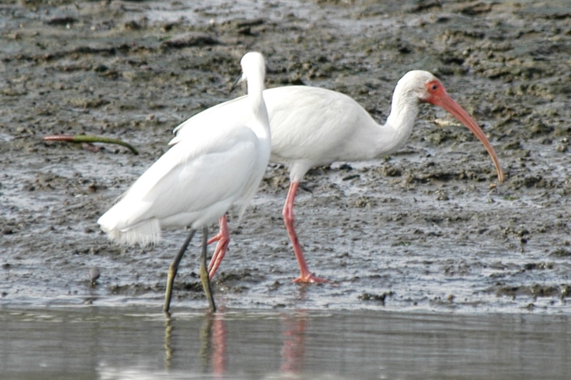 White Ibis - ML174612111