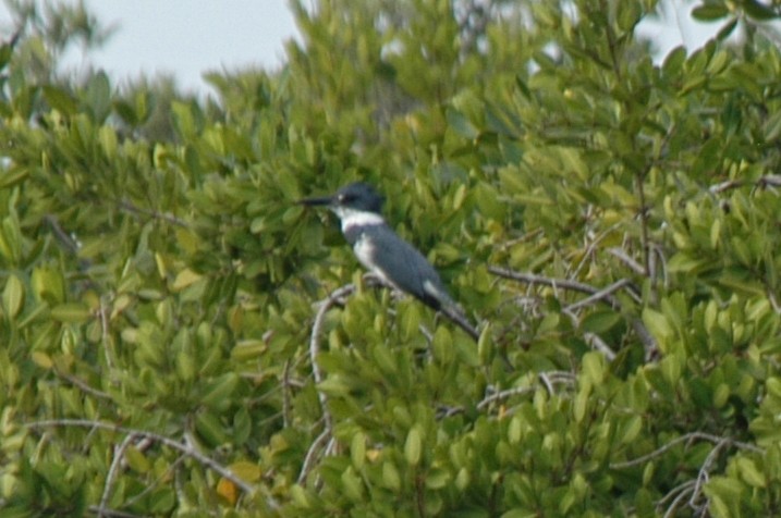 Belted Kingfisher - ML174612181